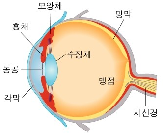 눈의 구조(눈은 모양체, 홍채, 동공, 각막, 수정체, 망막, 맹점, 시신경 등으로 이루어져 있다.
